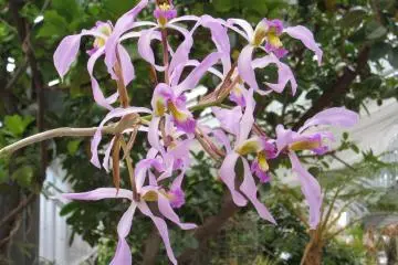 Lilac colored orchids