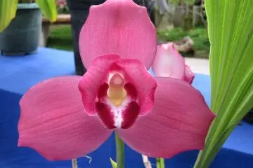 Pretty in pink!