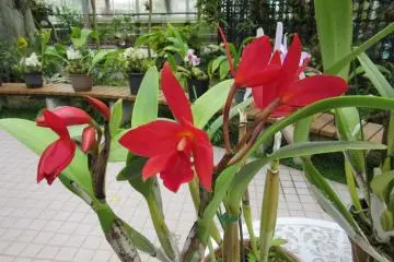 Red orchids