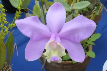Lilac orchid