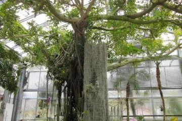 Liana tree inside the greenhouse