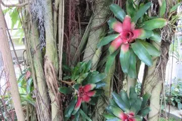 Tropic plants