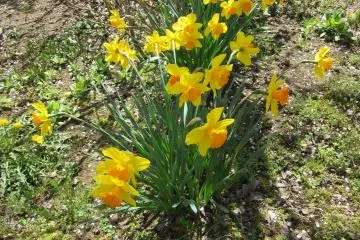 Narcissus