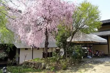 ซากุระในสวน