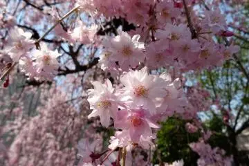 สีชมพูที่สวยมาก