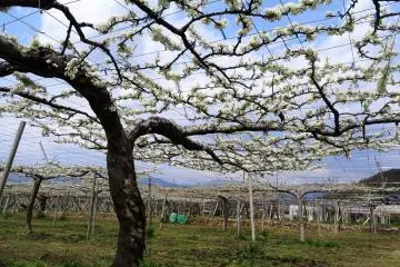 ภาพที่มองจากใต้ซุ้ม ดูราวกับผ้าลูกไม้สีขาวสวย 