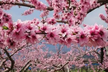 สวยทั้งรูป จูบก็หอม