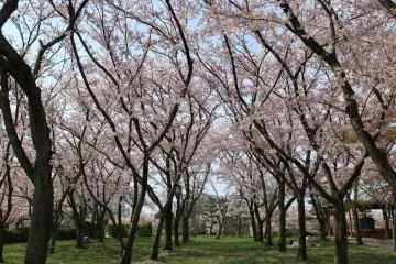 Rows of sakura trees