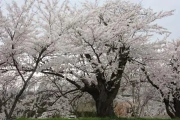 Banyak pohon sakura disini