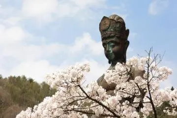 Kannon dan sakura
