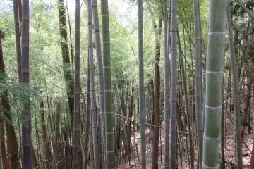 Hutan bambu