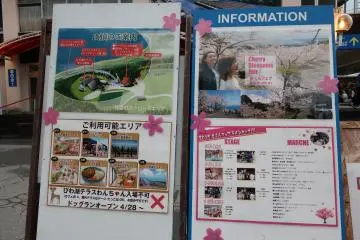 Information on the sakura festival