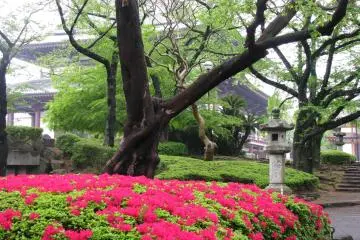 The temple's garden