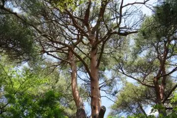 I wish I could pass the warmth and good smell of pine trees