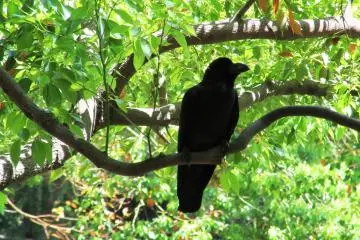 Inhabitant of the park