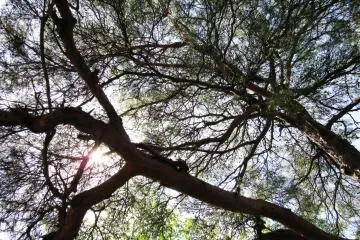 Good shelter from hot sun