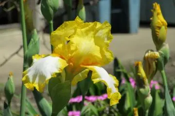 Beautiful Iris flower