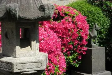 Azalea was just beautiful! It doesn't grow where I live.