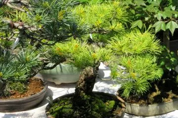 Finally, I reached the Bonsai Village!