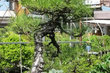 The shape of bonsai is real art