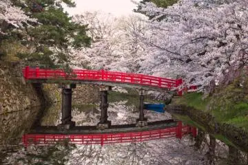 Hirosaki in Cherry Blossom Season
