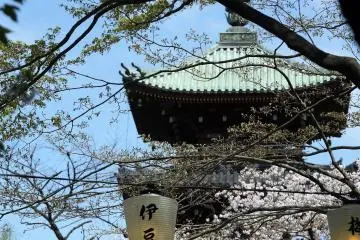 ชมวิวอันงดงามของเจดีย์ Kan'ei-ji เจดีย์โบราณที่ตั้งอยู่ในสวนสัตว์อุเอะโนะ