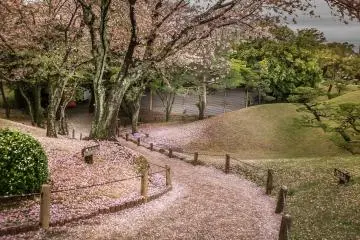 A quelques minutes de marche du sanctuaire, j'ai eu la chance de trouver des Fleurs de Cerisier colorées