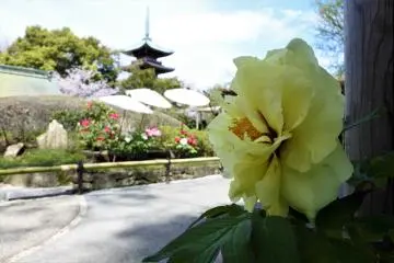 สีเหลืองก็สวยงามไม่แพ้ใคร