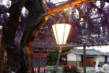 Mandala Temple Wisteria Festival