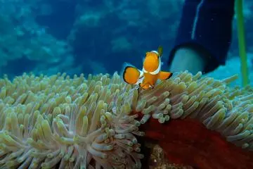 Viking Scuba can provide underwater cameras as part of kit rental