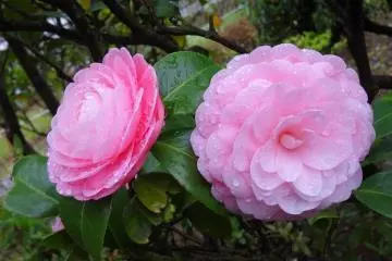 ในช่วงนี้ยังเป็นช่วงที่ดอกคาร์มีเลีย (Camellia) เบ่งบานอีกด้วย