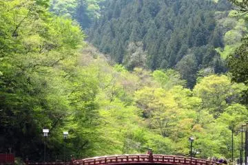 Au printemps, les bois de Nikko se parent d'une couleur vert tendre