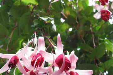 Fucsia is a familiar flower to me