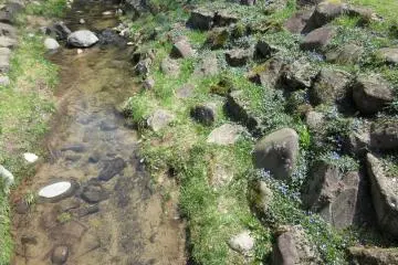 Nature in Suwa Taisha