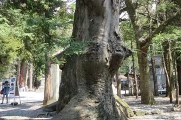 Very old trees of Suwa Taisha