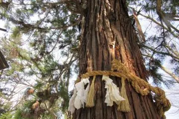 One of the sacred trees of Suwa Taisha