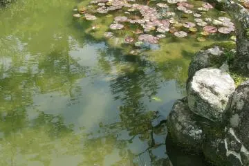 Small pond traditionally placed in Japanese garden