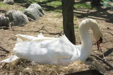 A swan on the nest
