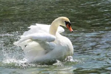 Beautiful swan!