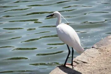Heron live there, too