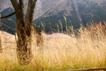 Pampas grass along the road from Sengokuhara (Photo: Carrie Jacobs )
