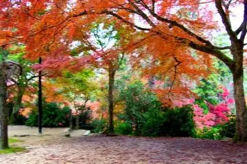 Công viên Momijidani ở Miyajima 