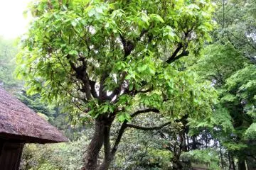 Young leaves of the oak tree