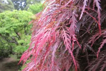 The tree of red color in the spring