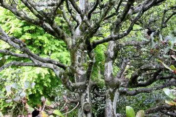 Kobuntei is hidden by large trees