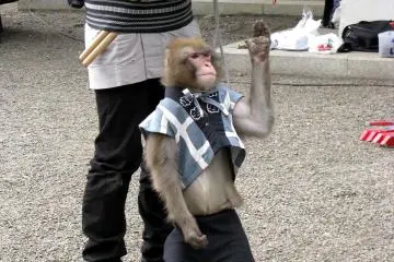 That monkey-actor was funny and gathers a lot of money!