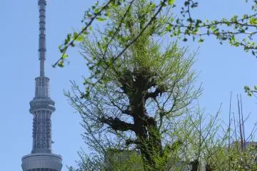 The view to Sky Tree