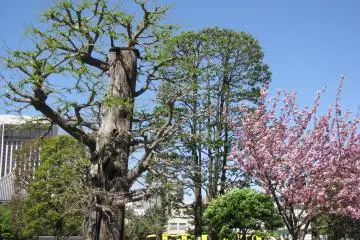 Nice spring greenery