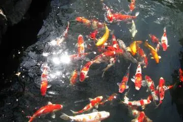 Colorful koi (carp)
