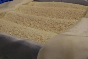 Rice turning into koji during the fermenting process at Nabedana